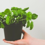 So bleibt dein Basilikum im Topf länger frisch: 7 geniale Pflege‑Tricks für üppiges Wachstum